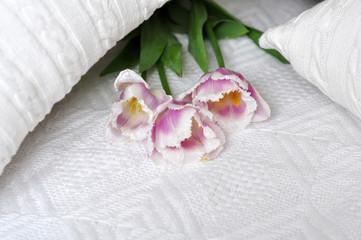 Fototapeta na wymiar Tulips and white pillows as a part of interior