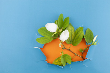 White flower in torn paper background.