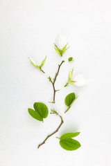 White flower and leafs on white background.