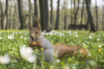 Red squirrel.