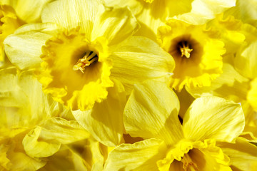 Spring daffodils. Yellow floral background. Selective focus.