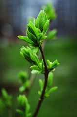 Blossoming leaves in spring