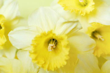 Spring daffodils. Yellow floral background. Soft focus.
