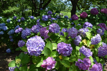 ゲルダスタインゲール（アジサイ）