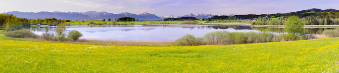 Fototapeta na wymiar Panorama Landschaft mit Frühlingswiese im Allgäu bei Füssen