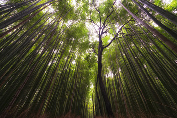Bamboo Forest in Arashiyama, Kyoto, Japan.
