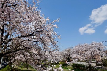 野川の桜