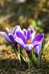 Blossoming crocus flowers or saffron in spring