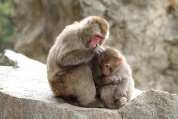 grooming wild Japanese monkeys in Beppu, Oita, Japan