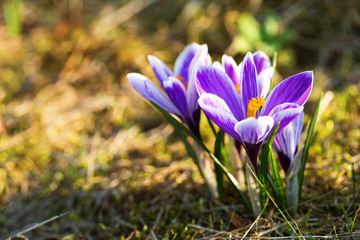 Beautiful crocuses saffron flowers blooming in spring