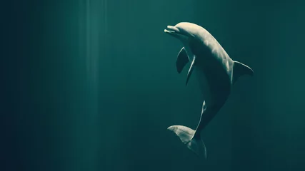 Deurstickers Dolfijn Gelukkig zwemmende dolfijn