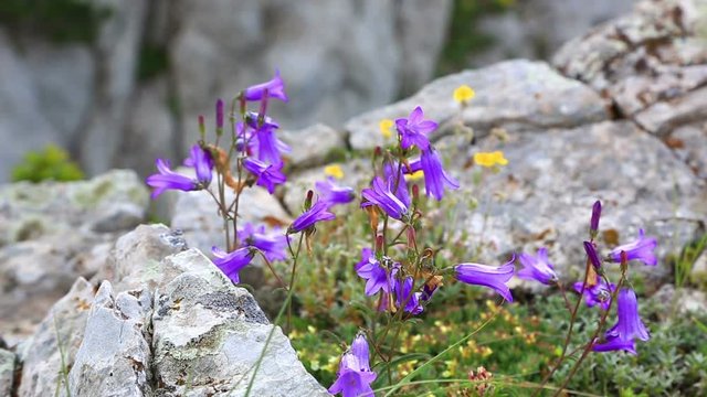 Lilac bells - lat. Campanula alpina - wildfllowers of Carpathian mountains