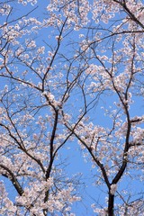 Fototapeta na wymiar Cherry blossoms and blue sky in japanese spring