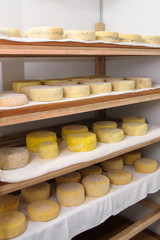 cheese at the dairy, cheese is ripen on wood racks