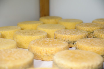 cheese at the dairy, cheese is ripen on wood racks