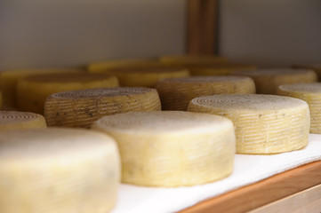 cheese at the dairy, cheese is ripen on wood racks