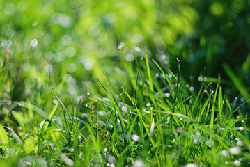 Fresh grass