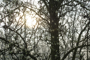 Rising sun in pear tree crown with buds.