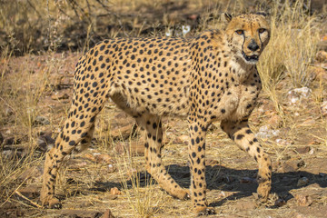 cheeta
