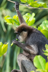 Purple-faced langur feeding.