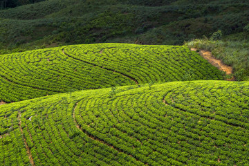 Top view of a tea plantation in Sri Lanka