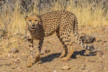 Fototapeta na wymiar cheeta