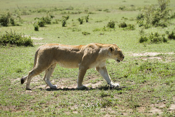 Fototapeta na wymiar leonessa in movimento