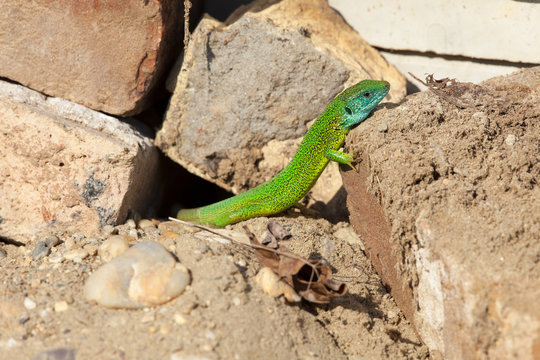 European green lizard - Lacerta viridis
