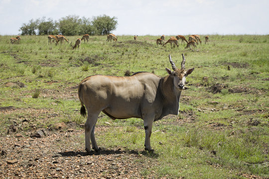 caprone africano