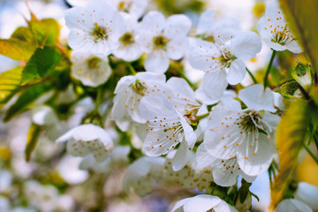 Kirschblüte im Frühling - Altes Land Obstblüte