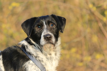 Portrait von einem Mischling mit grauem Star