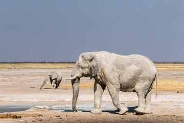 African elephants from dirty white clay at Nebrowni waterhole. Etosha National Park, Namibia