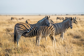 Fototapeta na wymiar Burchell`s zebra and foal in the grasslands in Etosha, Namibia