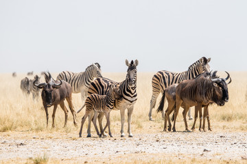Burchell`s zebras and blue wildebeest herd standing in savanna near Andoni waterhole. Etosha national park, Namibia, Africa.