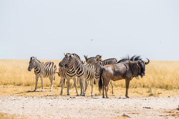 Obraz na płótnie Canvas Group of a Burchell`s zebras and blue wildebeest standing in drought african savanna near Andoni waterhole. Etosha national park, Namibia.