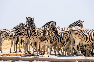 Fototapeta na wymiar A herd of Burchell`s zebra at artifical waterhole in Etosha