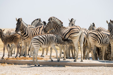 Fototapeta na wymiar A herd of Burchell`s zebra at waterhole in Etosha