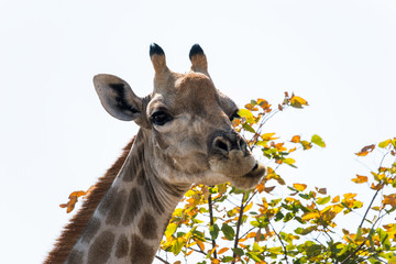 Clouseup of giraffe eating leaves