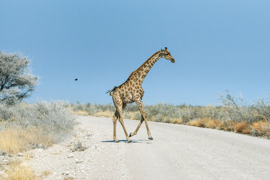 Angolan giraffe (Giraffa camelopardalis) running across the gravel road in savannah of Etosha national park, Namibia.