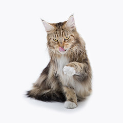 A maine coon cat sticking out its tongtue