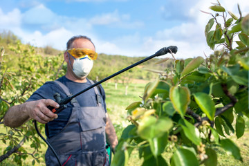  gardener applying an insecticide, fertilizer to his fruit  using a sprayer - obrazy, fototapety, plakaty