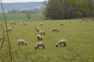 Auf der Schaf - Weide