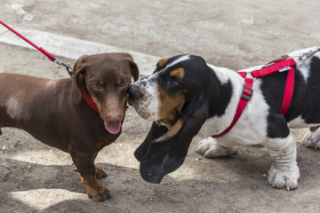 A basset is sniffing at a dachshund