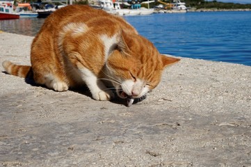 Cat eats fish