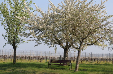 Bank unter Apfelbäumen in einem Weinstock von Franken