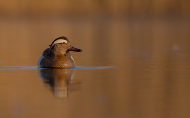 Garganey - Anas querquedula - male in spring