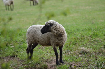 Auf der Schaf - Weide