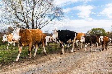 A herd of cows on road going home.