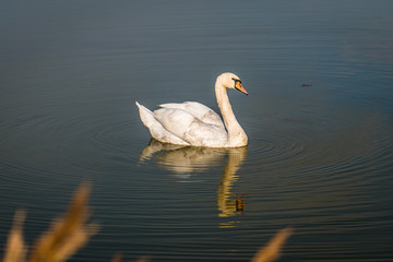 Mute Swan, Cygnus olor, fall, the lake near Vladivostok, Russia.
