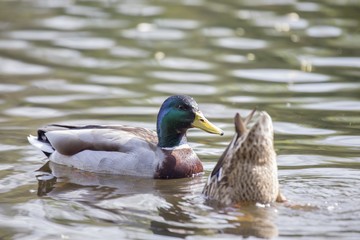 Fototapeta premium Mallard (Anas platyrhynchos)